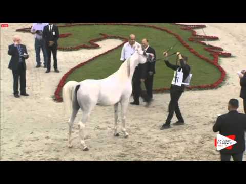 N.161 KHALED AL HAMAD - Sharjah 2016 - 4-6 year old Stallions (Class 9)