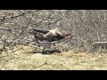 Jack gets "owned" by a wild turkey....