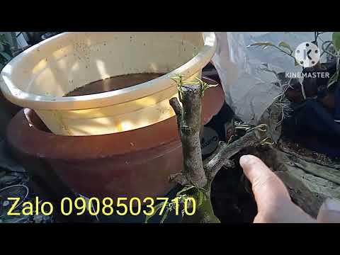 Chia sẻ cách nhận biết trồng phôi Mai vàng mạnh hay yếu