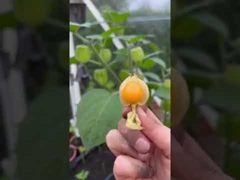 B grade golden berry, packaging size: 5 kg