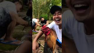 Download lagu Ayam lucu tapi juara 👌🏼#ayam #tarung #pakoy #abar #win mp3