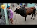 TRY NOT TO LAUGH Top 100 Funniest Videos Ever Memes Epic Fails Pranks Compilation 2026