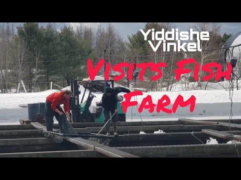 Yiddishe Vinkel Visits: "Fish Farm" & Brings You Interesting Footage