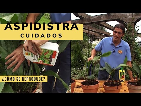 , title : 'Aspidistra: planta de interior resistente 👨‍🌾👩‍🌾 Cultivo y reproducción 🌱 Jardinatis'