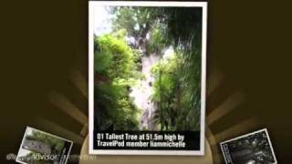 preview picture of video 'Big Trees Liammichelle's photos around Waipoua Kauri Forest, New Zealand (big tree new zealand)'