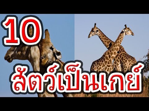 ยาไวอากร้าราคาถูก ซื้อของ ธ อร์ซื้อค้อนพระเครื่อง