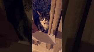 #cat #cute #catvideo #cutecat #funnyvideo #funny #pets