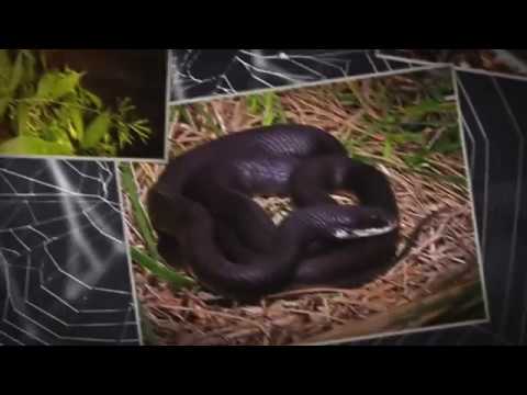 download lagu mp3 mp4 Does Jasmine Attract Snakes, download lagu Does Jasmine Attract Snakes gratis, unduh video klip Does Jasmine Attract Snakes