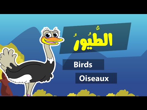 Learn arabic (birds) – Apprendre l’arabe (les oiseaux) – أسماء الطيور باللغة العربية