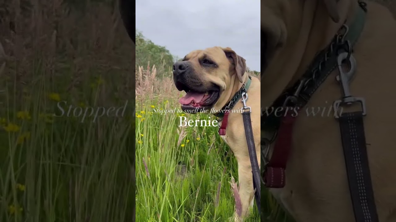 Bernie Marie, a Adoptable Mastiff in Long Beach, WA video 5/6