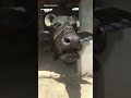 Buffalo Sound Part 11 Animals Village Buffalo Sound Shorts