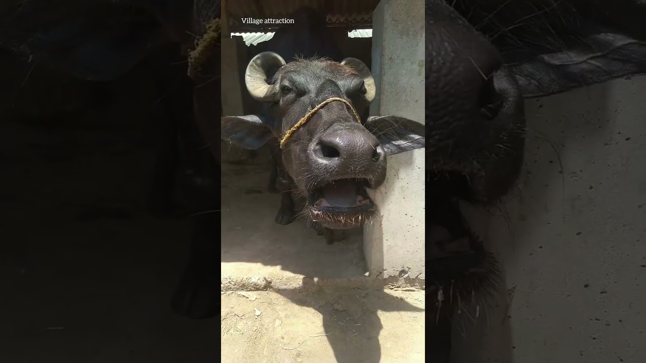 buffalo sound part - 11 #animals #village #buffalo #sound #shorts