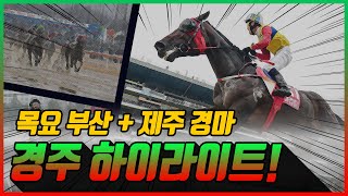 [목요 경마] 2025년 10월 2일 목요 경주 하이라이트 #경마 #한국마사회 #하이라이트