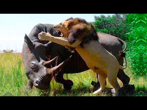 20 Heavy Battle Where Rhinos And Lions Take The Stage