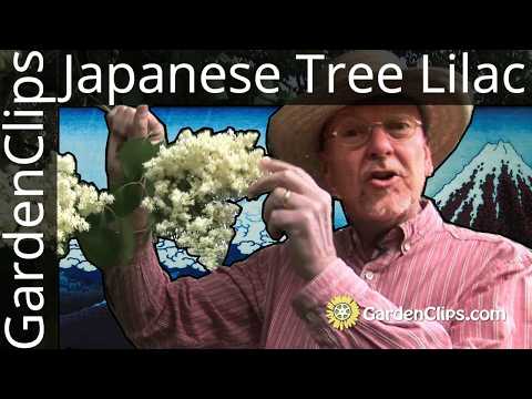 download lagu mp3 mp4 Pruning Japanese Lilac Tree, download lagu Pruning Japanese Lilac Tree gratis, unduh video klip Pruning Japanese Lilac Tree