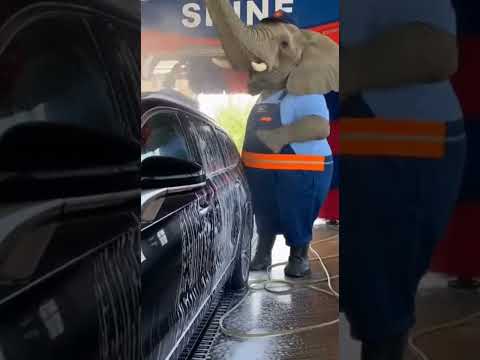 Saw this while going to work😅😂 #ai #life #pets #funny #animals #fyp #shorts ho