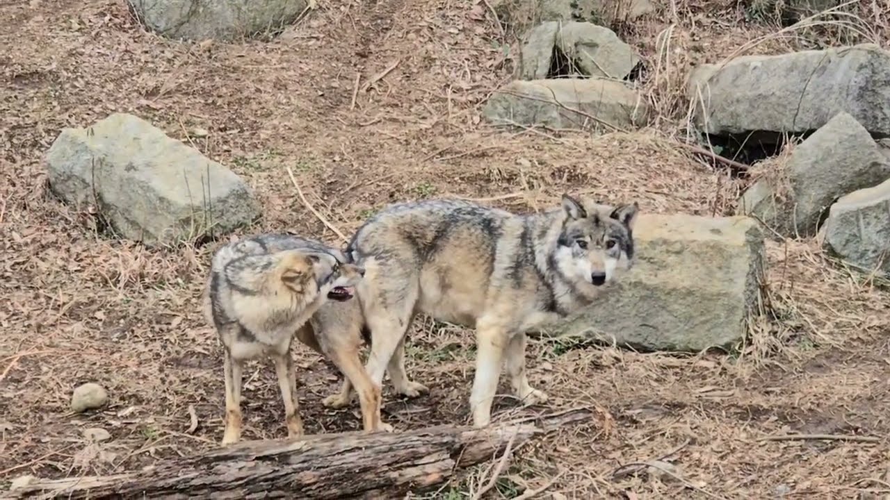 タイリクオオカミの「スイ」と「カヨラン」の交尾：多摩動物公園