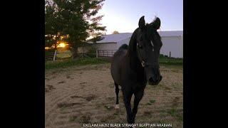 Video of Exclaim Haziz