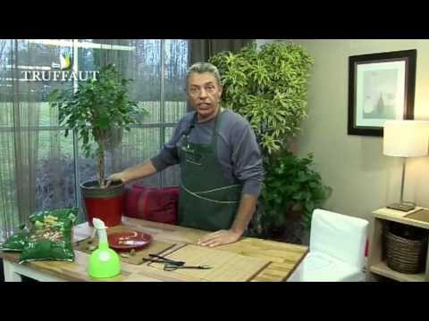 comment soigner amaryllis