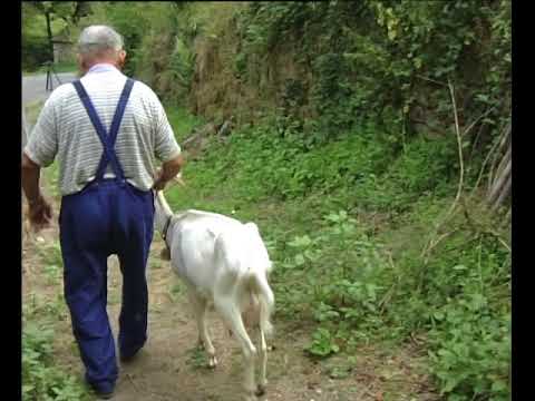 La molza de la cabra