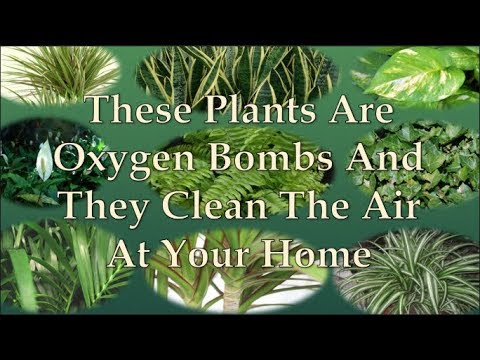 , title : 'These Plants Are Oxygen Bombs And They Clean The Air At Your Home'