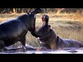 Angry Hippos Fight For Mate Nature S Great Events BBC Earth