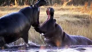 Angry Hippos Fight for Mate | Nature&#39;s Great Events | BBC Earth