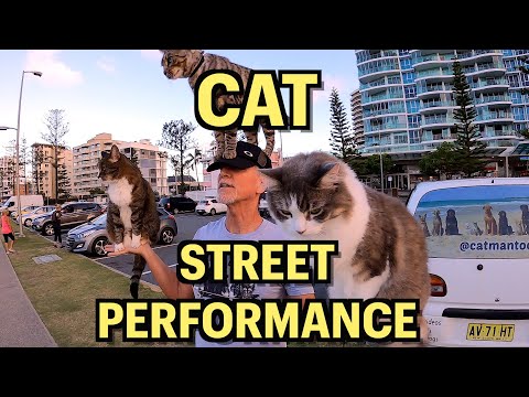 CAT STREET PERFORMER