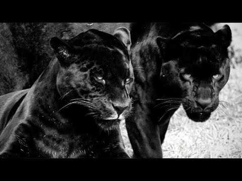 Afro House Series, Vol. 1 (Freestyle) [BEST AFRO HOUSE MIX]