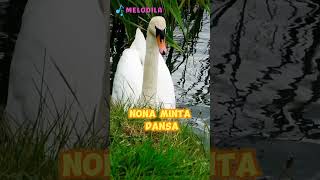 Download lagu 🔴 LAGU POTONG BEBEK ANGSA | LAGU ANAK KECIL #shorts mp3 Download lagu 🔴 LAGU POTONG BEBEK ANGSA | LAGU ANAK KECIL #shorts mp3