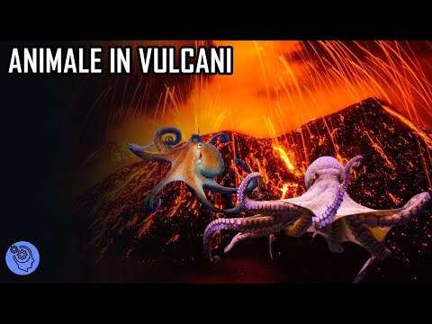 9 Cele Mai Bizare Animale Care Traiesc In Vulcani
