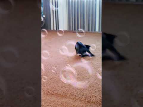 My crazy Lizzie Kat bye Lizz Brooks hit me up FB