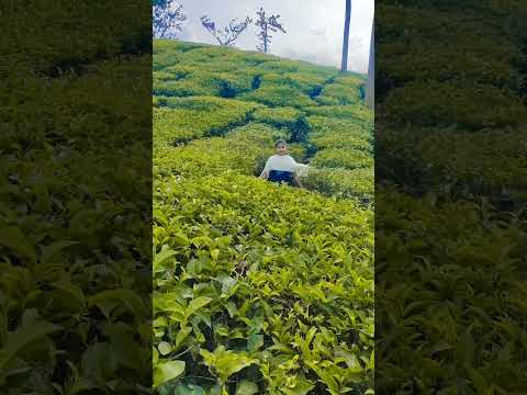 Megan dance # Dolls # Bella poarch# wayanad view# Tea plantation.