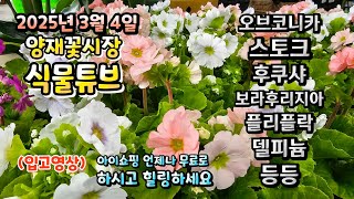 오전 내내 눈발이 날린 25년 3월 4일 양재꽃시장에는 어떤 식물들이 입고되었는지 시청 하시면서 힐링타임 되…