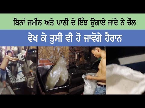 Shocking: Rice grown without soil and water