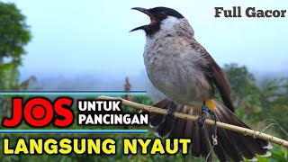 Download lagu Suara Burung Kutilang Gacor Istimewa Terbaik Untuk Masteran Kutilang Cepat Bunyi  mp3