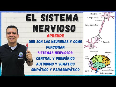 🏅NERVOUS SYSTEM. Neurons, synapses, central nervous system, peripheral nervous system, somatic ne...