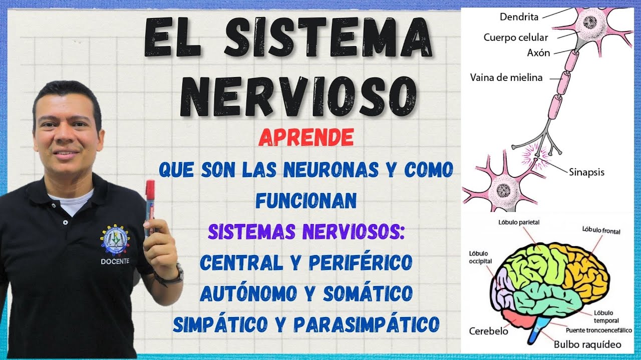 🏅SISTEMA NERVIOSO. Neuronas, sinapsis, sistemas nervioso central, periférico,  somático, autónomo ..