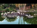 Kilimanjaro Safari Elephant And Greater Flamingos