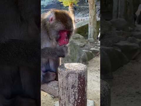[Monte Takasaki] Una posición de alimentación bastante buena para un mono macho 🤩 En serio masticando 🐒 #monkey #cutemonkey #cute #shorts