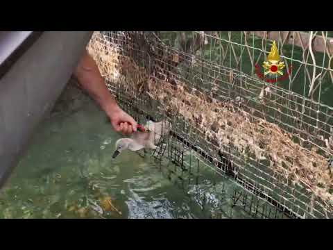 Il baby cigno intrappolato nella rete salvato a Pallanza dai vigili del fuoco