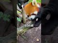 Red PANDA Tries To Steal YOUR GIRL 😱 | Wholesome Animals
