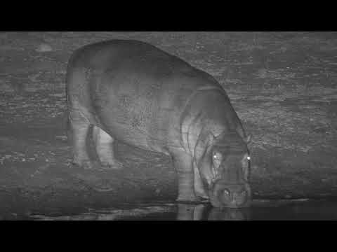 Djuma  Hippo comes for a short visit to the dam -  21:38 - 06/14/19
