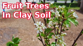 How I Planted My Fruit Trees in Clay Soil