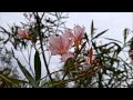 Fragment -Trespassers William