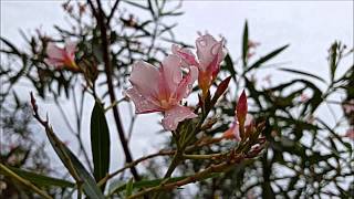 Fragment -Trespassers William