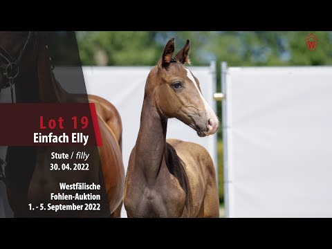 Fohlen-Auktion Lot 19 Einfach Elly Stute v. Ellis - Diamond Hit
