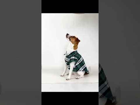 Рубашка для собак «Ретро», зеленый, праздничная одежда для собак - фото 1 - id-p2932496986