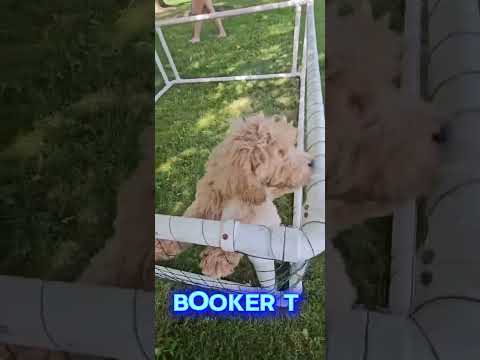 Thumbnail for Booker T's video