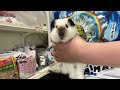 超可愛いカルフォルニアン(ロシアンスモーク)モルモット♀のYouTubeサムネイル画像